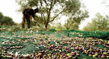 В Халкидиках требуется рабочая сила для сбора урожая оливок