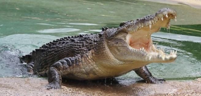 Крокодил сеет панику на Крите