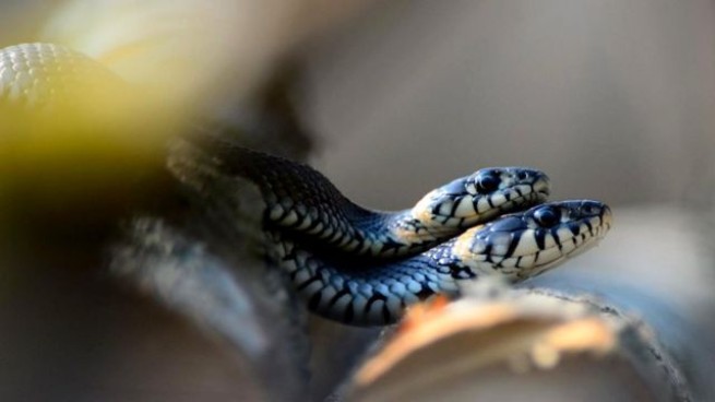 Лагадас: змеи угнездились в детском садике