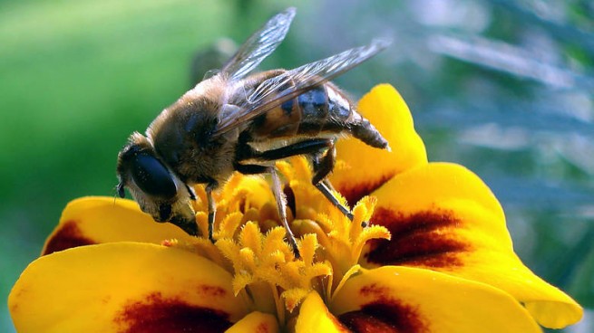 Скончался от укуса пчелы
