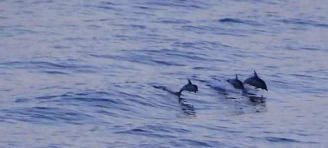 Стая дельфинов появилась в Коринфском заливе