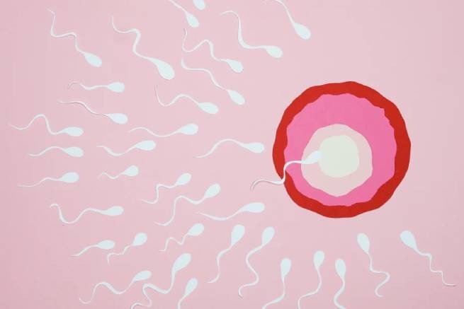 Исследование: как коронавирус влияет на сперму