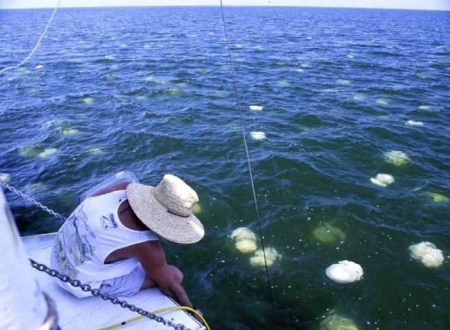 Полчища медуз в водах Халкиды