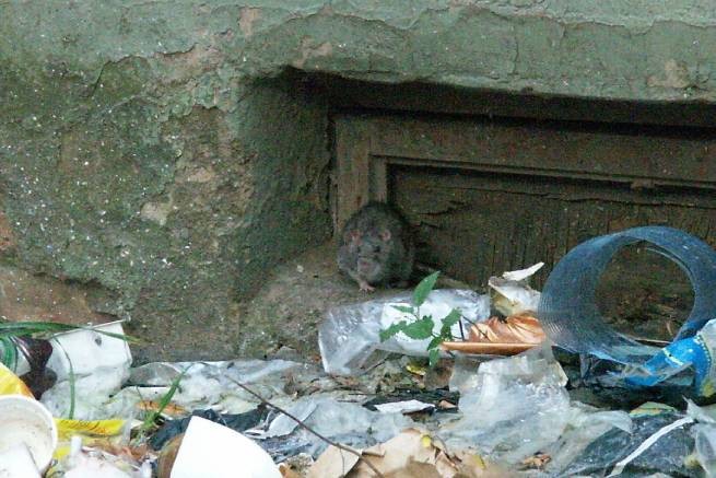 Власти Рима обвинили туристов в полчищах крыс, заполонивших Колизей