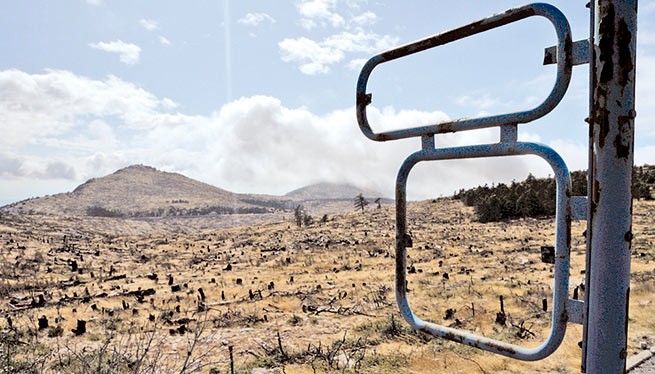 Леккас: экосистема Аттики не выдержит еще одного крупного лесного пожара
