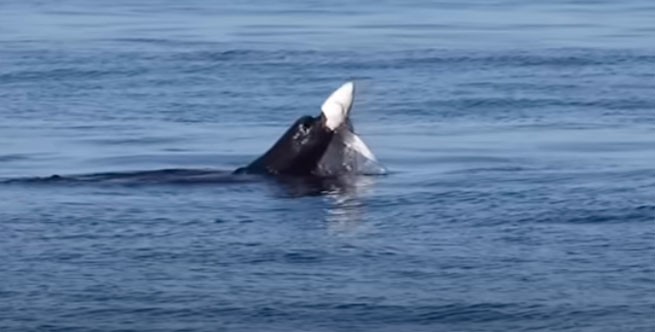 Морской лев выбрасывает акулу из воды и разрывает ей горло