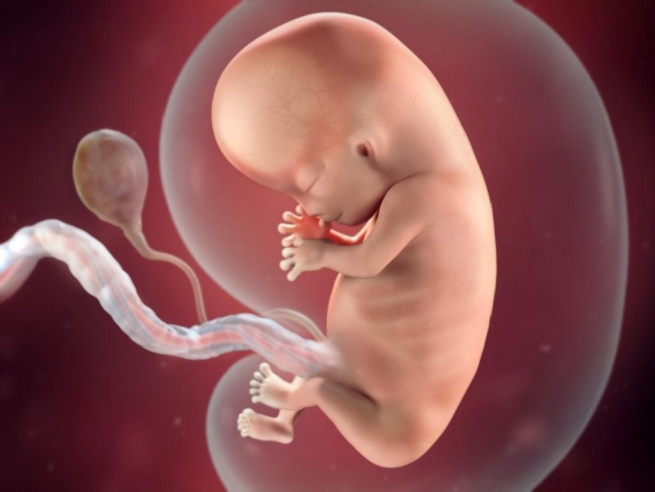 На свалке был найден эмбрион человека