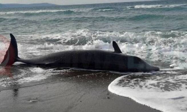Землетрясение в Турции: мертвые киты на берегу Кипра
