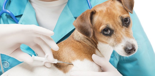 Бесплатное чипирование и вакцинация собак