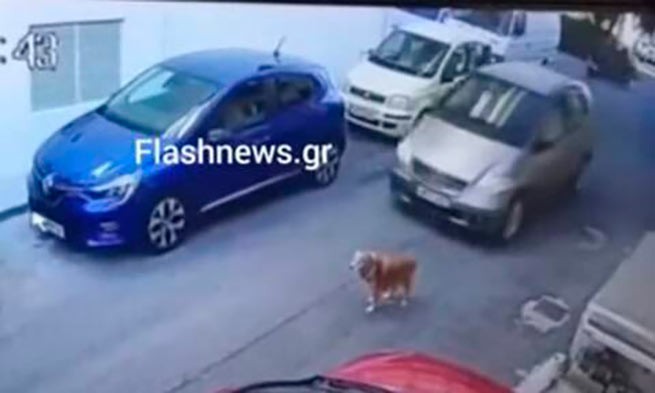 Крит: россиянка, которая сбила собаку и уехала, освобождена из-под стражи