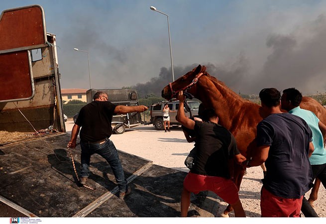 Пожар в Куварасе: как спасали лошадей (фото-видео)