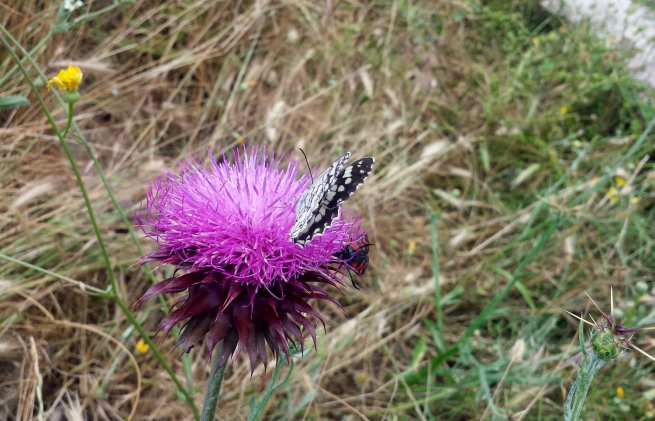 Бабочки – индикатор экологического благополучия городских парков Салоник