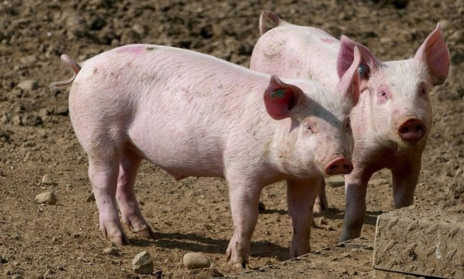 Серрес: тревога в связи с новыми случаями африканской чумы у свиней