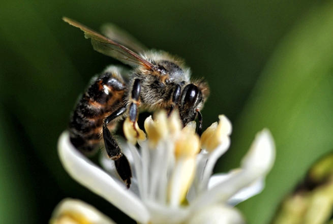Anel Honey Park – место для изучения жизни пчел
