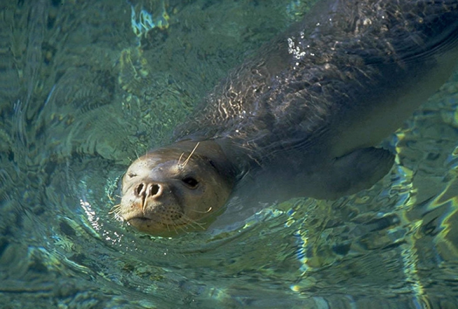 Средиземноморский тюлень-монах больше не находится на грани исчезновения