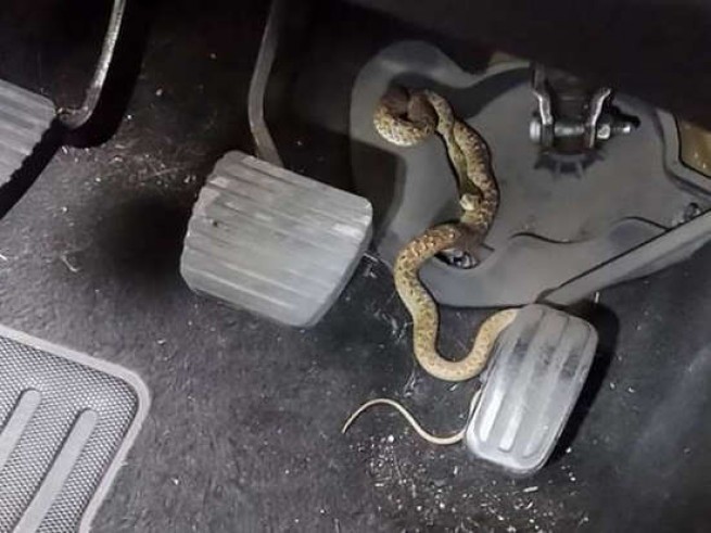 Змея укусила водителя во время движения по дороге