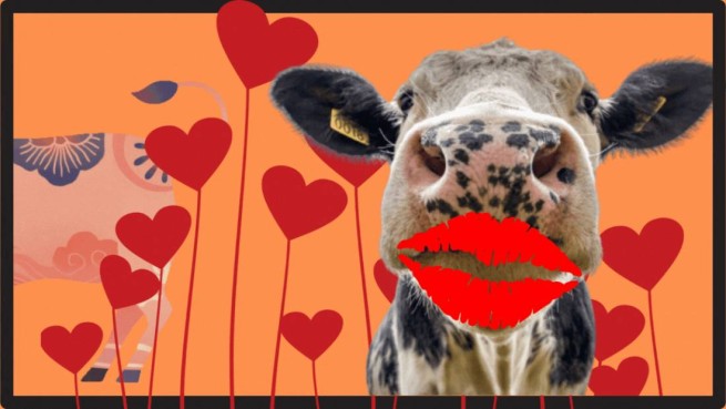 Valentine's Day, February 14: "hug a cow"