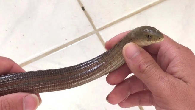 Ужас: змея выползла из унитаза