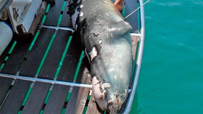 Вознаграждение в размере 18 000 евро за любую информацию об убийстве тюленя Костиса