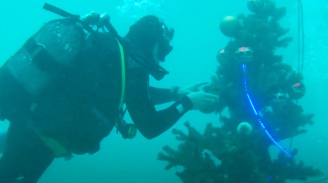 На острове Алонисос украсили подводную рождественскую елку (видео)