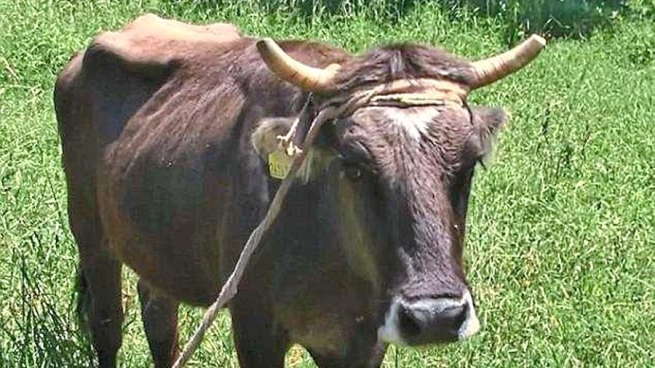 Корову Пенку спасли от усыпления