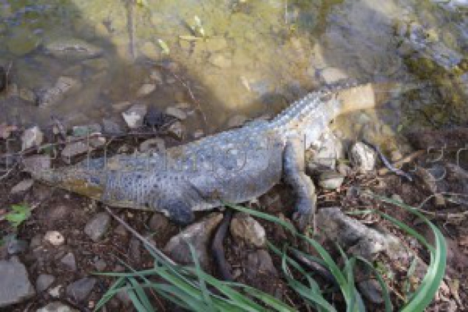 Любимец жителей Крита, крокодил по кличке Сифис не пережил суровую зиму