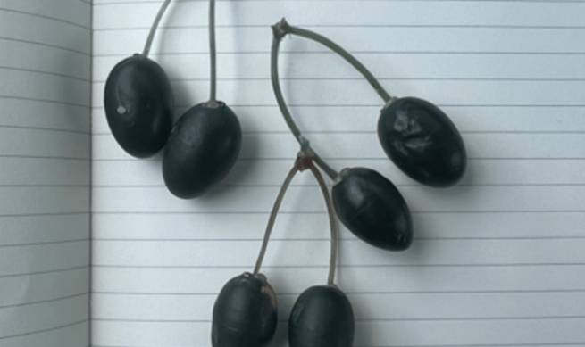 Оливки с чипами: «ответ» фермеров воровству