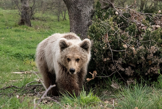 Жизнь в лесу оказалась не по силам медвежонку Патрику