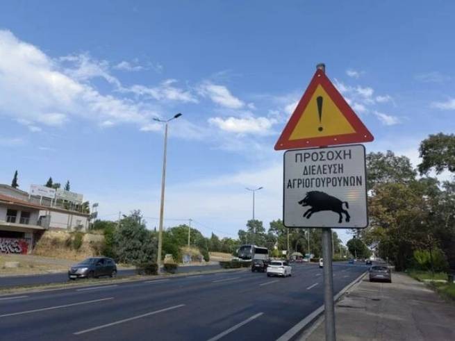Власти предупреждают о диких кабанах в Афинах