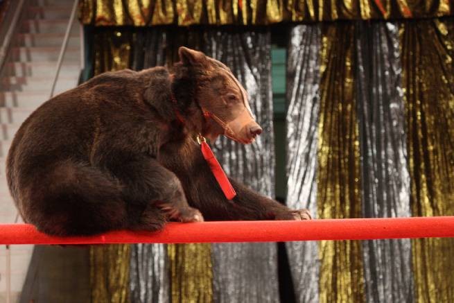 Россия: во время представления медведь напал на дрессировщицу