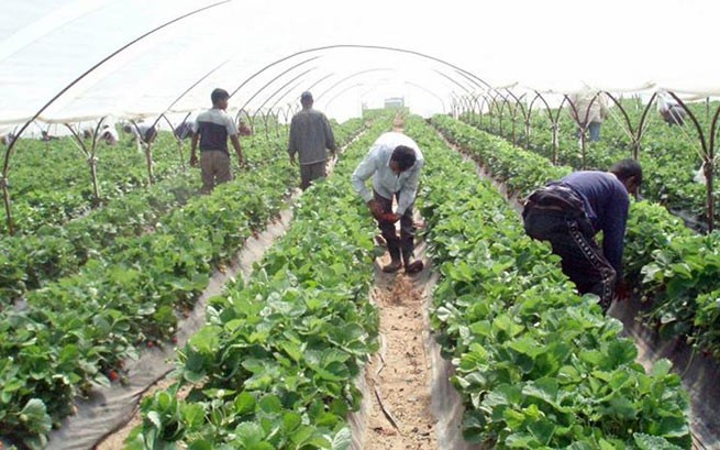 Сельскохозяйственных рабочих-мигрантов вакцинируют от Covid