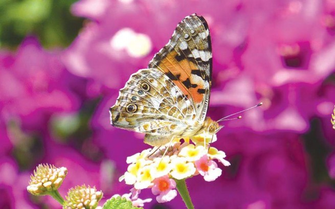 Миллиарды бабочек пролетают в эти дни через Кипр