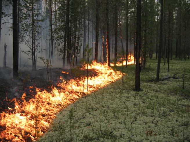 Полицейский обвиняется в умышленном поджоге леса