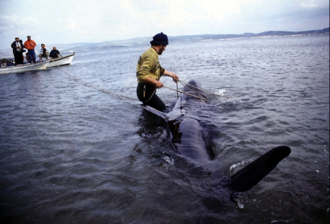 К берегам Миконоса прибило мертвого кита