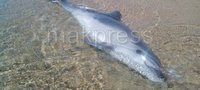 Дельфин выбросился на морской берег вблизи г.Салоники