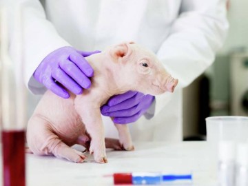Революция в трансплантации: человеку пересадили 2 генетически модифицированные почки свиньи