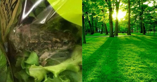 Лягушка из пакета с салатом АВ выпущена на волю