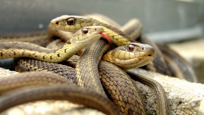 Нашествие змей в Ларисе: теория заговора...