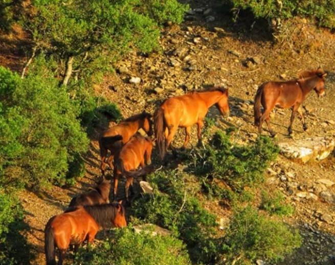 Этолоакарнания: убийство диких лошадей на равнине Лепенуса