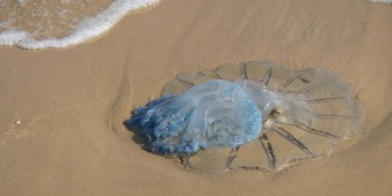 Осторожно: метровая медуза на пляже Родоса
