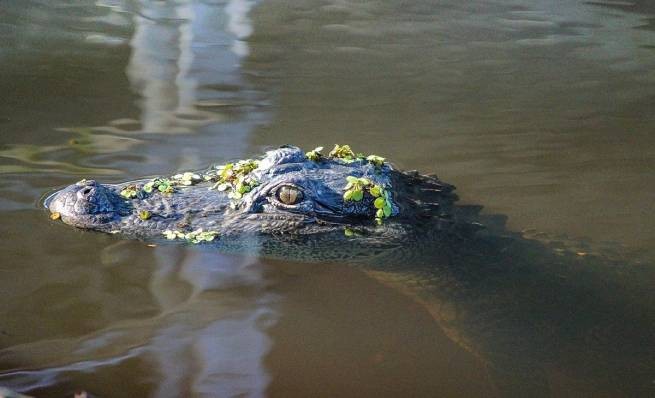 Флорида: огромный аллигатор пойман с человеческими останками в пасти (видео)