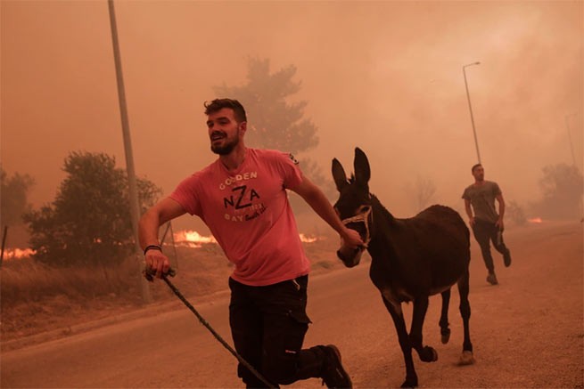 Пожар в Фили: мужчина спасает животных из огня