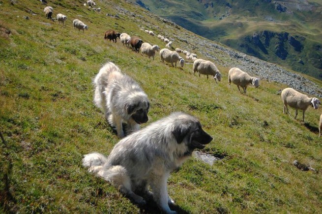 Овчарки покусали туристов из Германии