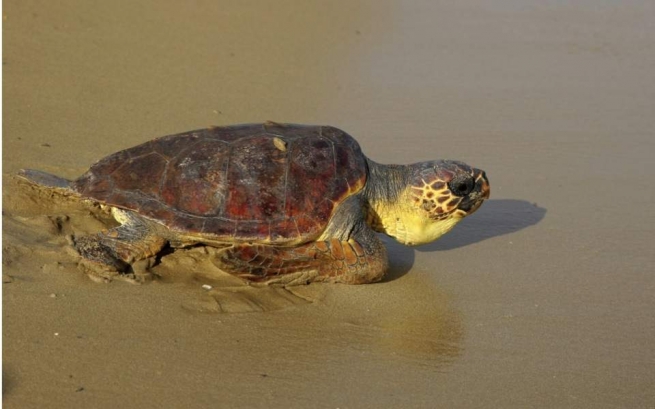 На Закинфосе родилось рекордное количество черепах Каретта-Каретта