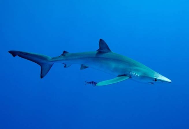 Голубая акула на пляже Неа Xили в Эвросе