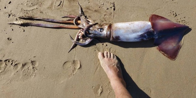 Крит: на пляже нашли огромного &quot;брата&quot; кальмара