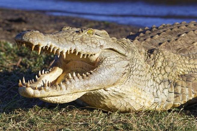 Австралийского рыбака съел крокодил (видео)