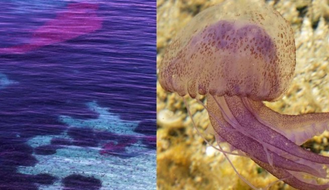Лиловые медузы - опасная красота