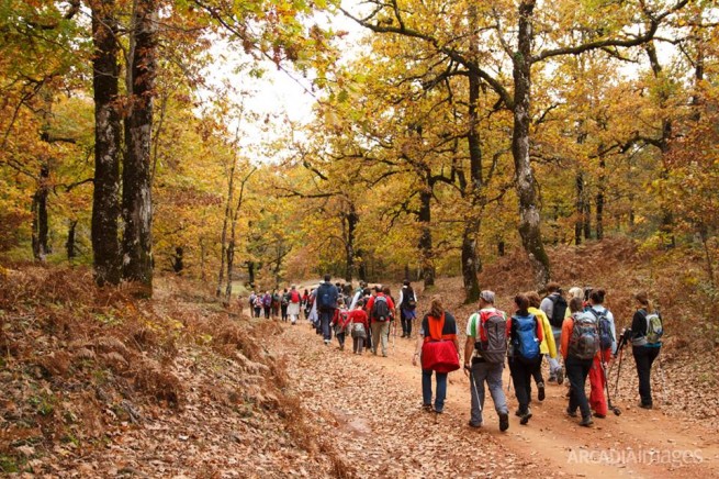 Осенняя сказка: дубовый лес на Пелопоннесе
