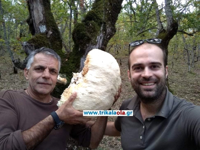 Гигантский гриб найден в Трикале!